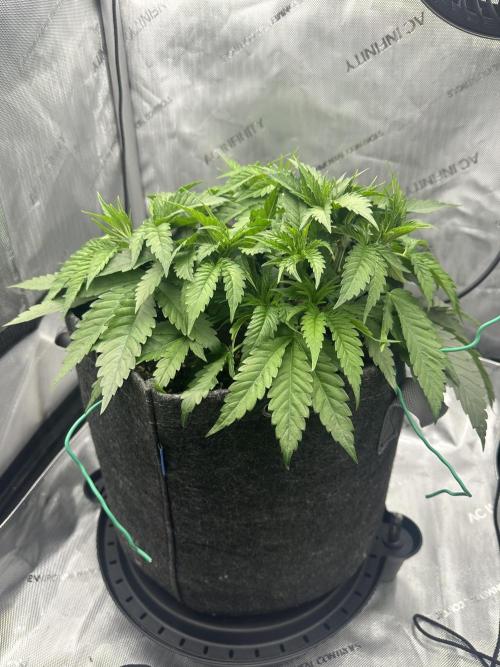 Grow #5 - Blueberry (New Light). Week 4 - 5/6/26