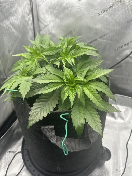 Grow #5 - Blueberry (New Light). Week 4 - 5/4/26