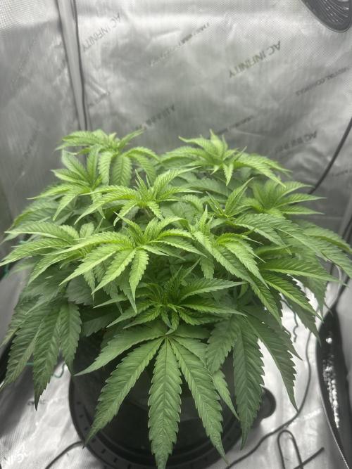 Grow #5 - Blueberry (New Light). Week 5 - 5/14/26