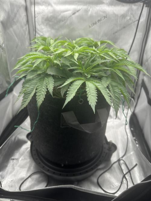 Blueberry. Week 5