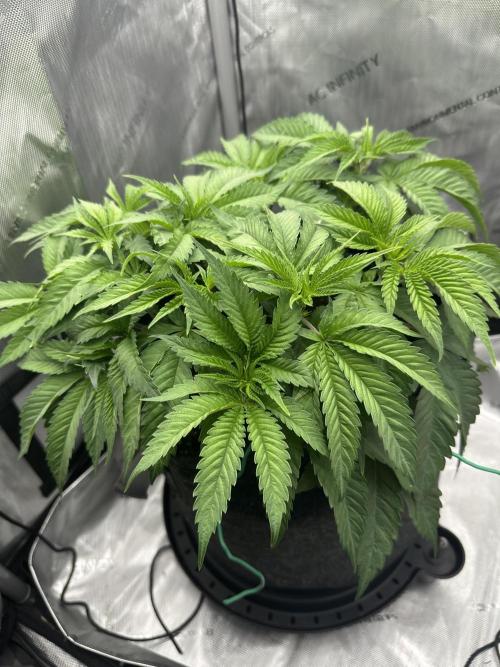 Grow #5 - Blueberry (New Light). Week 5 - 5/11/26