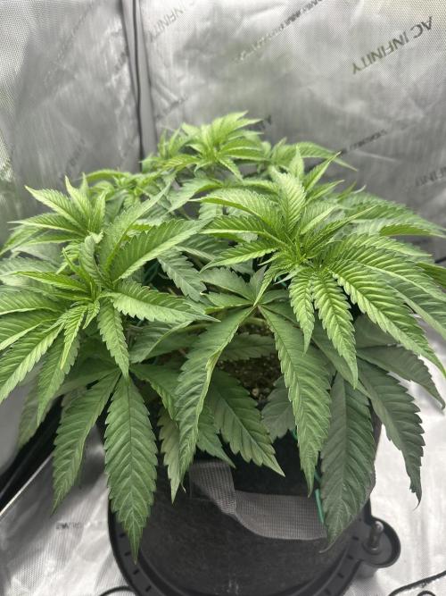 Grow #5 - Blueberry (New Light). Week 5 - 5/13/26