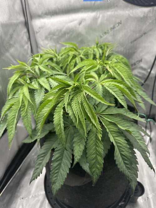 Grow #5 - Blueberry (New Light). Week 6 - 5/22/26