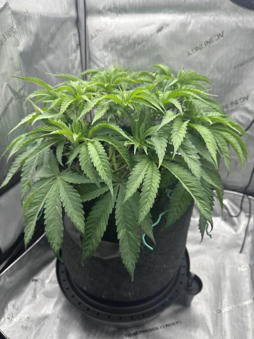 Grow #5 - Blueberry (New Light). Week 6 - 5/18/26