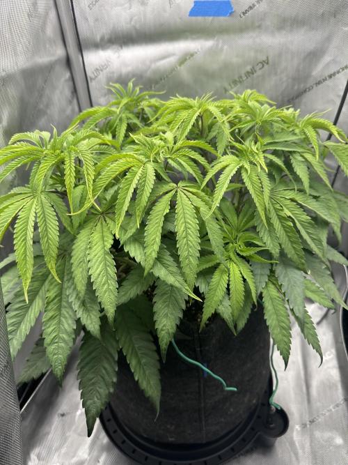 Grow #5 - Blueberry (New Light). Week 7 - 5/28/26