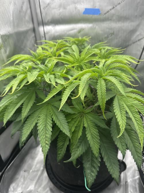 Blueberry. Week 7