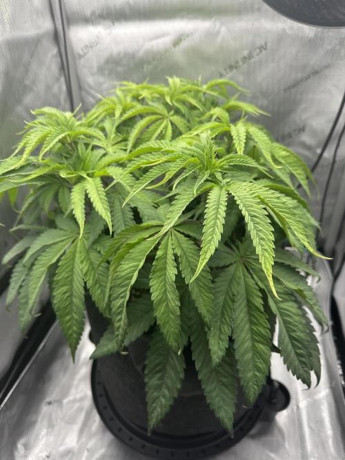 Grow #5 - Blueberry (New Light). Week 7 - 5/26/26