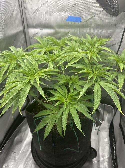 Blueberry. Week 8
