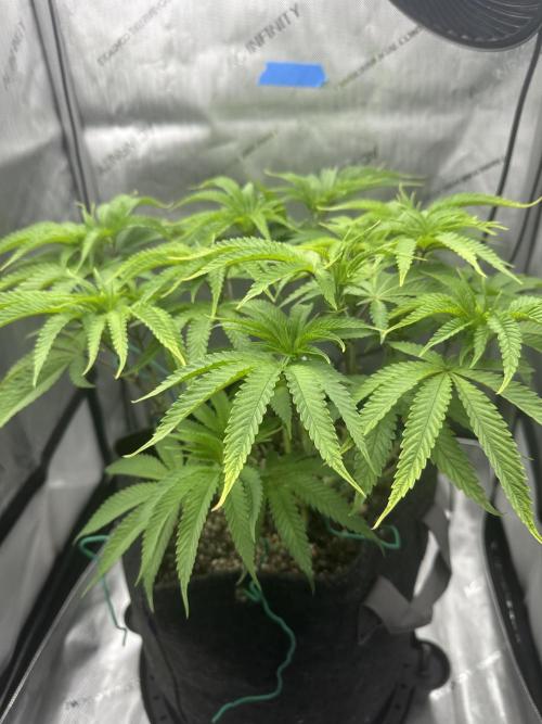 Grow #5 - Blueberry (New Light). Week 8 - 6/3/26
