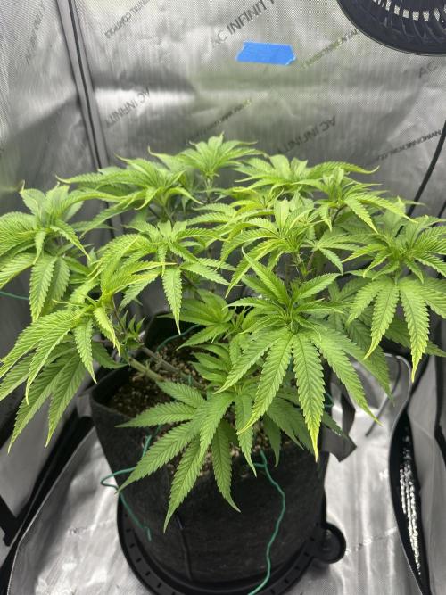 Grow #5 - Blueberry (New Light). Week 8 - 6/2/26