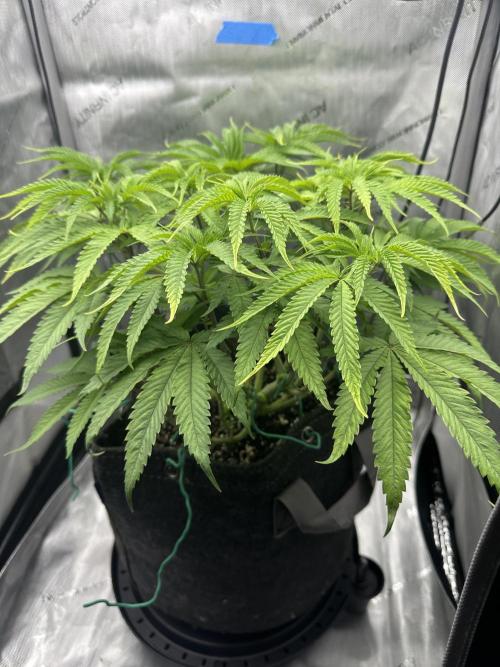 Grow #5 - Blueberry (New Light). Week 8 - 6/1/26