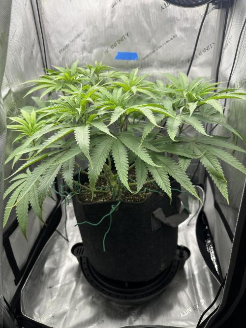 Grow #5 - Blueberry (New Light). Week 9 - 6/12/26