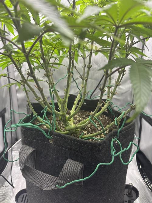 Grow #5 - Blueberry (New Light). Week 9 - 6/11/26