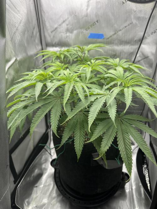 Grow #5 - Blueberry (New Light). Week 9 - 6/10/26