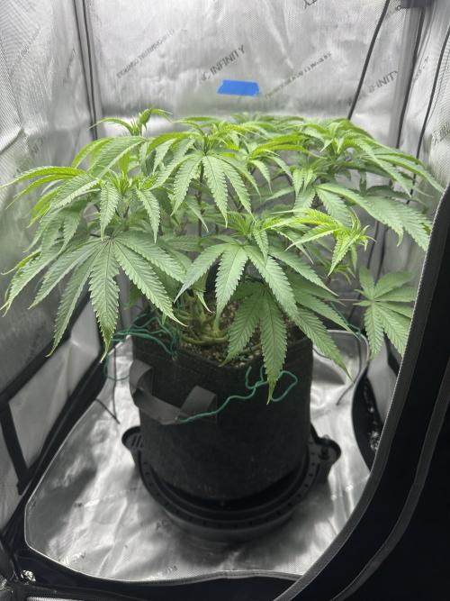 Grow #5 - Blueberry (New Light). Week 9 - 6/11/26