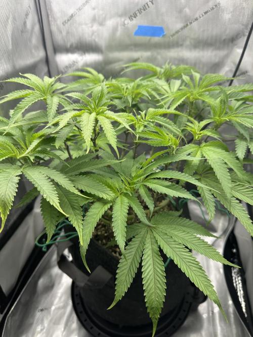Grow #5 - Blueberry (New Light). Week 9 - 6/8/26