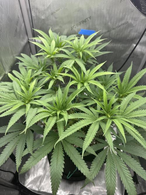 Grow #5 - Blueberry (New Light). Week 10 - 6/19/26