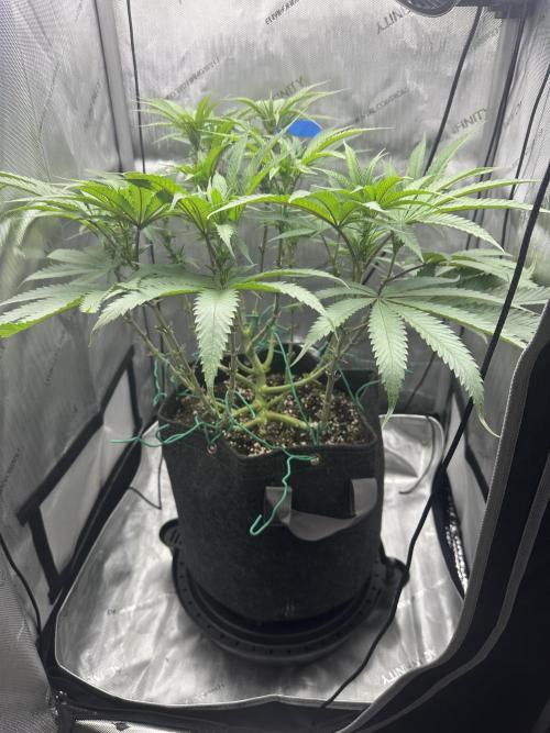 Grow #5 - Blueberry (New Light). Week 10 - 6/19/26