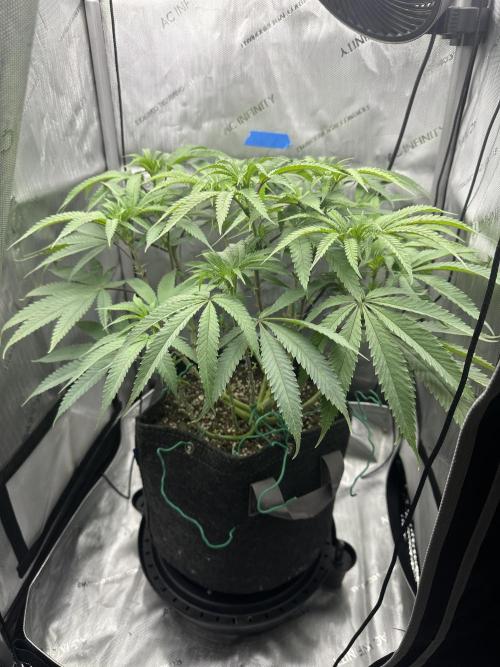 Grow #5 - Blueberry (New Light). Week 10 - 6/17/26