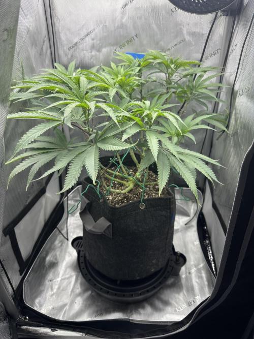 Grow #5 - Blueberry (New Light). Week 10 - 6/15/26