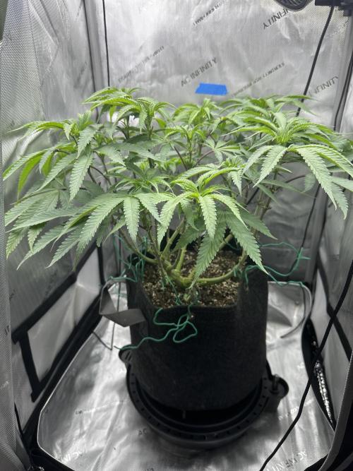 Grow #5 - Blueberry (New Light). Week 10 - 6/16/26