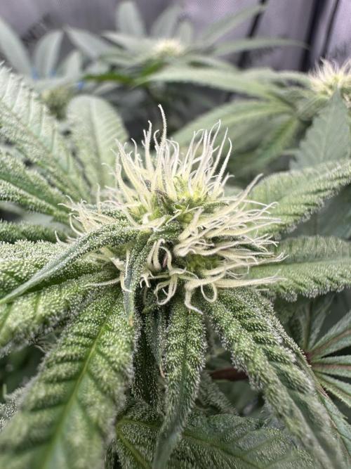 Grow #5 - Blueberry (New Light). Week 11 - 6/28/26