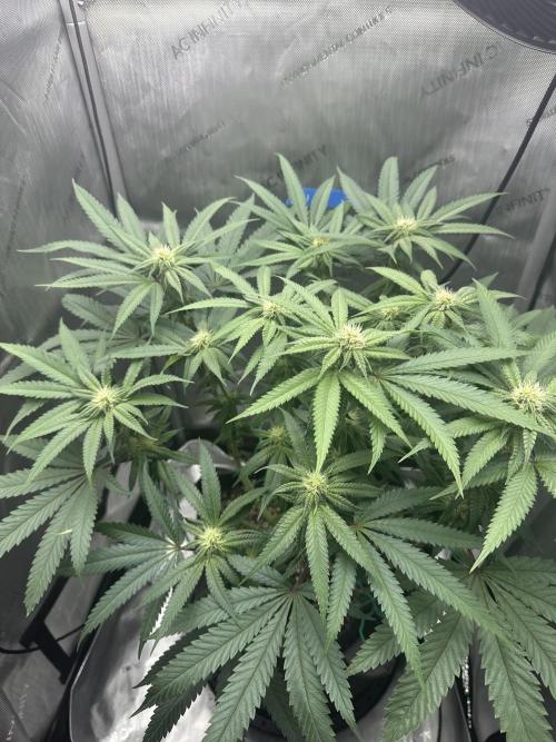 Grow #5 - Blueberry (New Light). Week 11 - 6/28/26