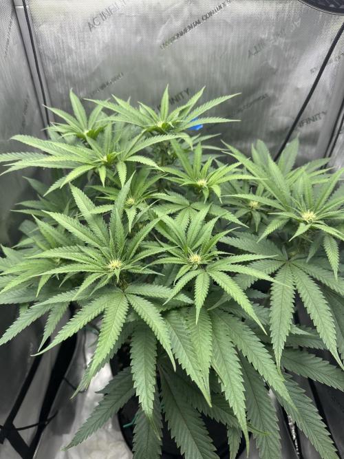 Grow #5 - Blueberry (New Light). Week 11 - 6/24/26