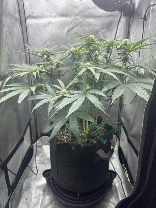 Grow #5 - Blueberry (New Light). Week 11 - 6/28/26