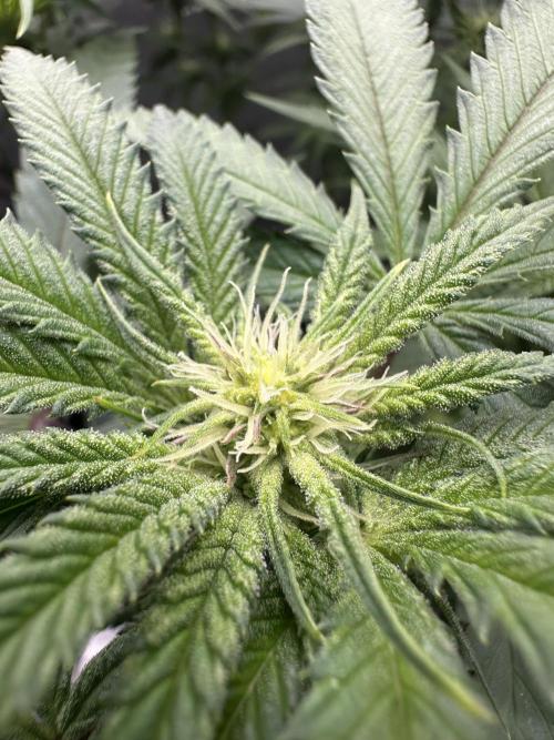 Grow #5 - Blueberry (New Light). Week 11 - 6/23/26