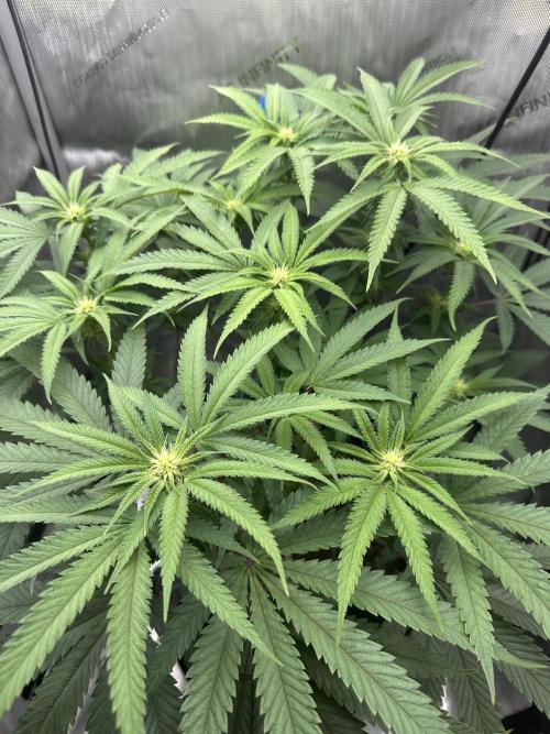 Grow #5 - Blueberry (New Light). Week 11 - 6/23/26