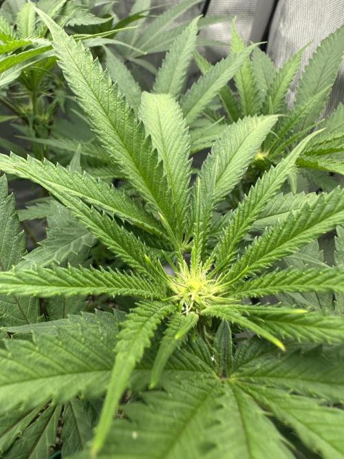 Grow #5 - Blueberry (New Light). Week 11 - 6/21/26