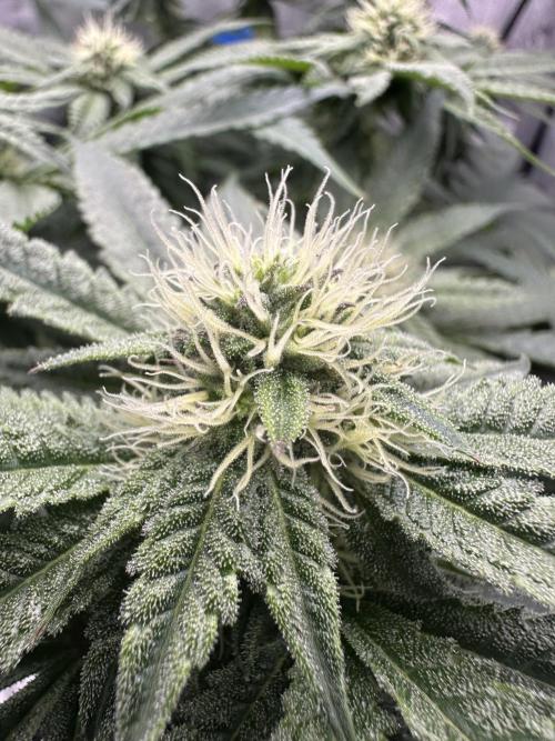 Grow #5 - Blueberry (New Light). Week 12 - 7/3/26