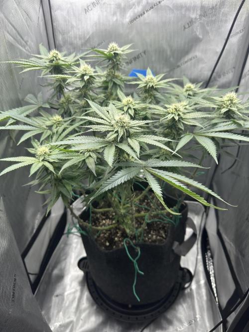 Blueberry. Week 12