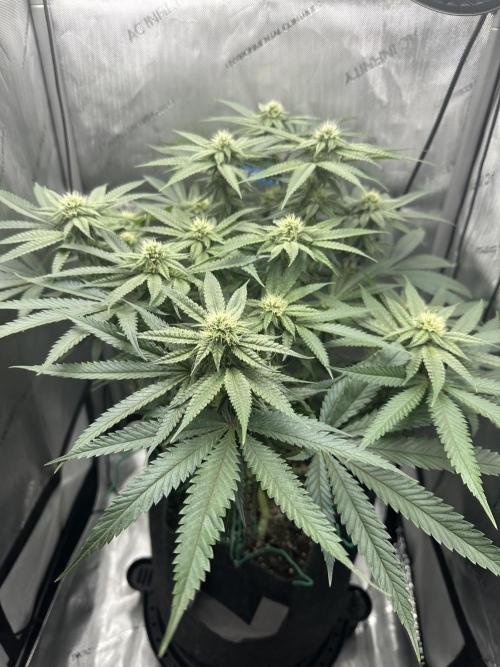 Grow #5 - Blueberry (New Light). Week 12 - 7/3/26