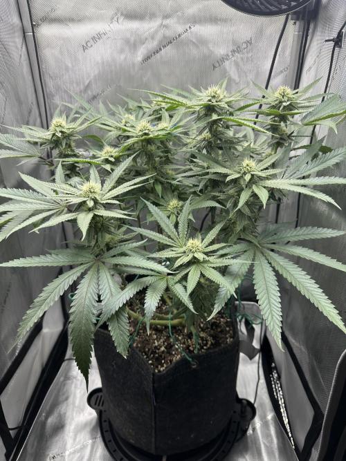 Grow #5 - Blueberry (New Light). Week 12 - 7/3/26