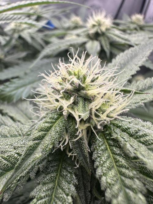 Grow #5 - Blueberry (New Light). Week 12 - 7/2/26