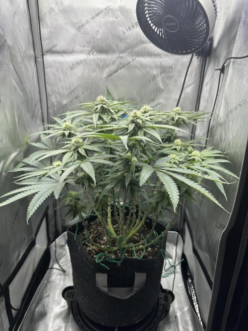 Grow #5 - Blueberry (New Light). Week 12 - 7/2/26