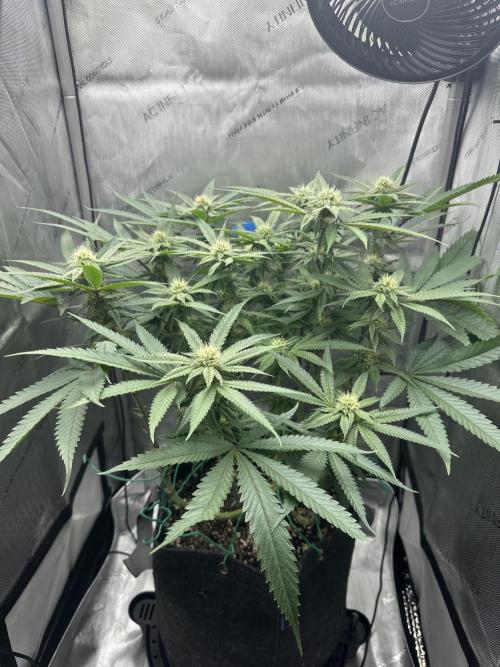 Grow #5 - Blueberry (New Light). Week 12 - 7/1/26