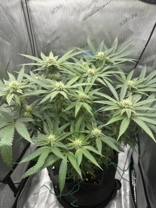 Grow #5 - Blueberry (New Light). Week 12 - 6/30/26