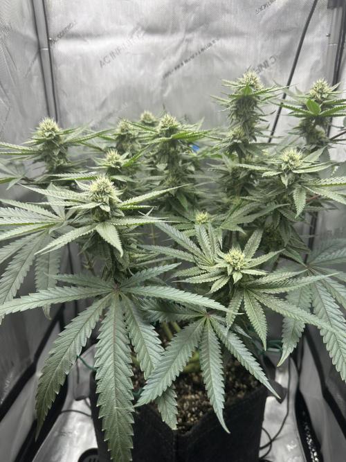 Grow #5 - Blueberry (New Light). Week 13 - 7/7/25