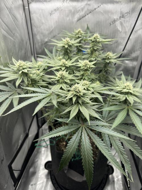 Grow #5 - Blueberry (New Light). Week 13 - 7/8/26
