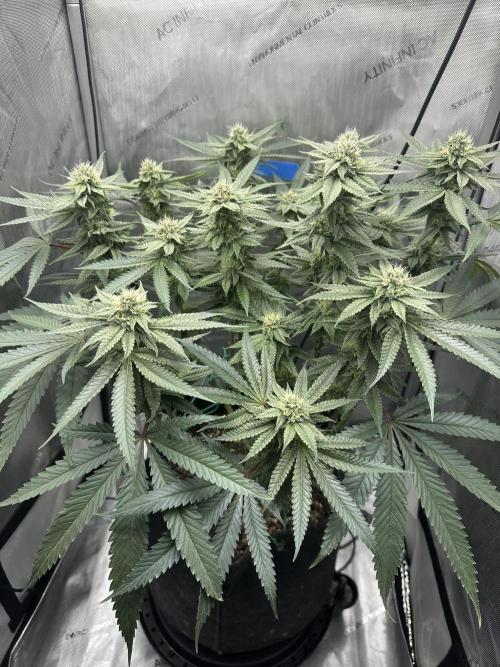 Grow #5 - Blueberry (New Light). Week 13 - 7/9/26