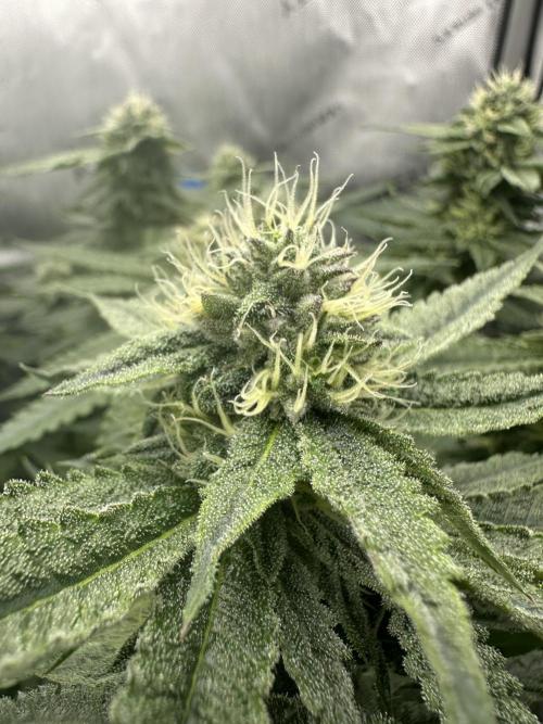 Blueberry. Week 13