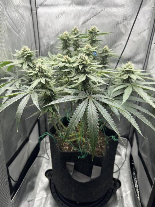 Grow #5 - Blueberry (New Light). Week 13 - 7/10/26
