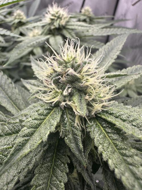 Grow #5 - Blueberry (New Light). Week 13 - 7/6/26