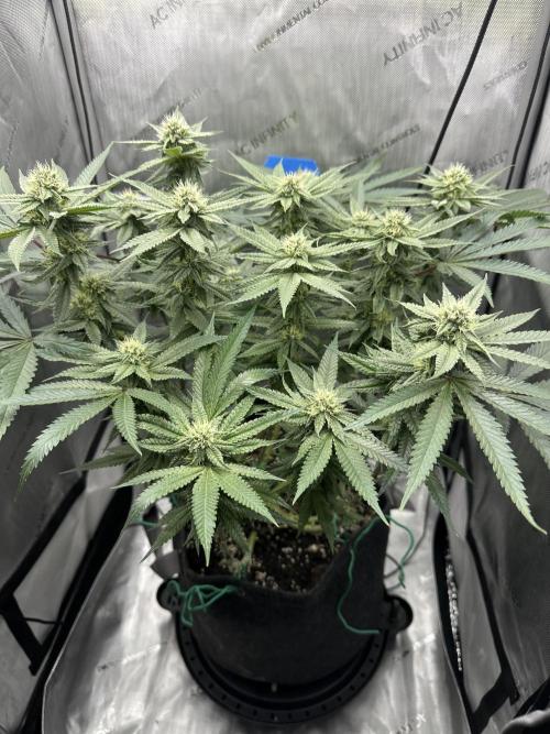 Grow #5 - Blueberry (New Light). Week 13 - 7/6/26