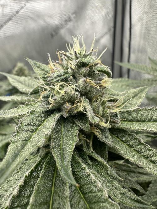 Grow #5 - Blueberry (New Light). Week 14 - 7/17/26