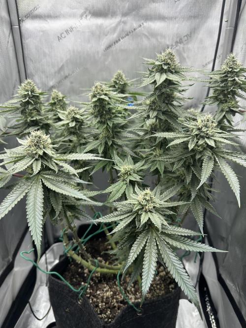 Grow #5 - Blueberry (New Light). Week 14 - 7/14/26