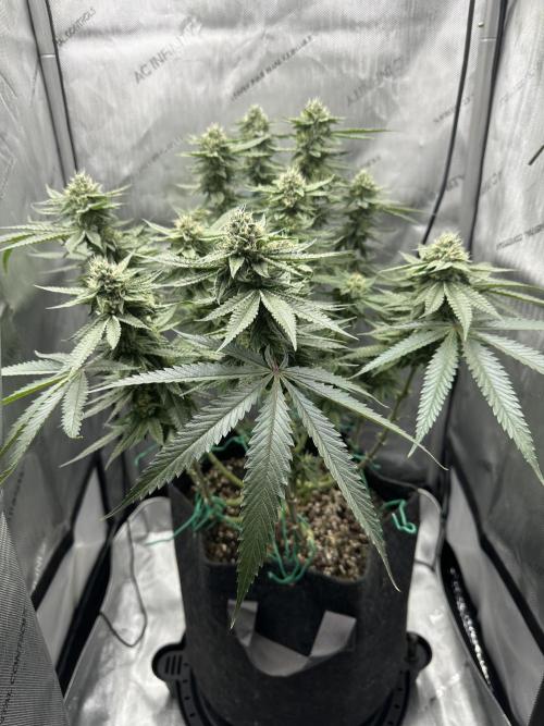 Grow #5 - Blueberry (New Light). Week 14 - 7/13/26